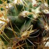 Austrocactus _philippii _06